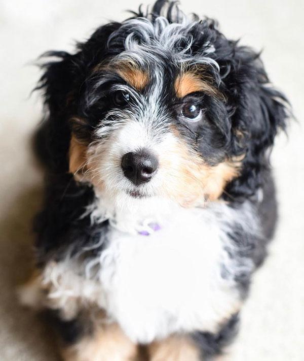 Mini Bernedoodle Puppy 