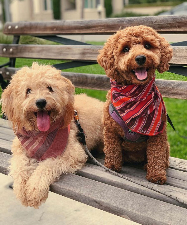 Goldendoodle Puppies dressed for Halloween 