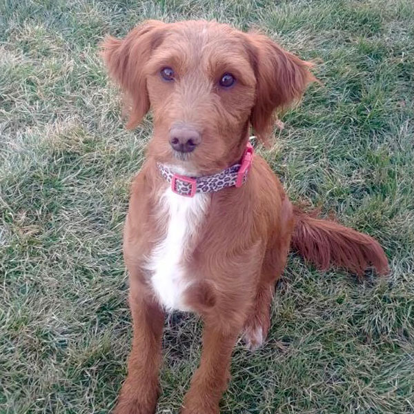 Mini goldendoodle clearance with straight hair