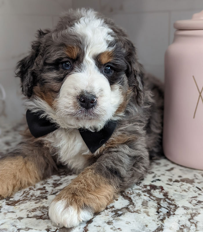 Bernedoodle Puppy