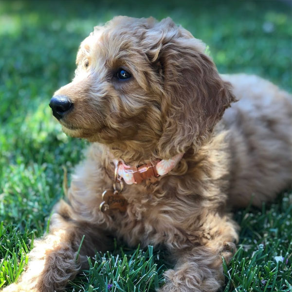 Timber Taylor Goldendoodle Review