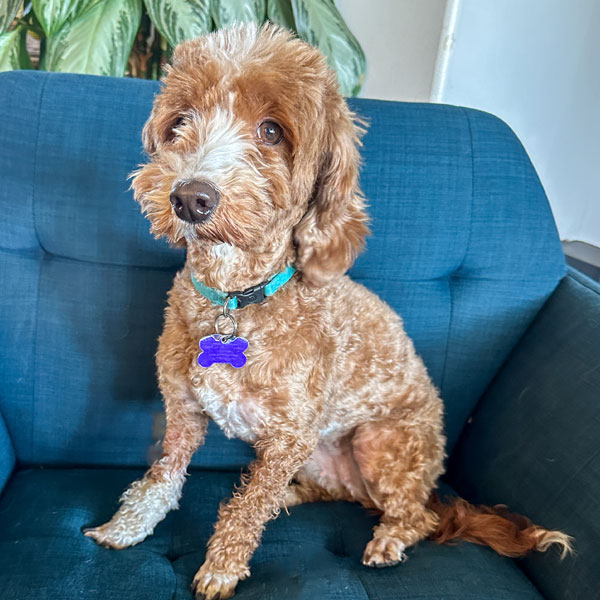 Cinnamon Goldendoodle