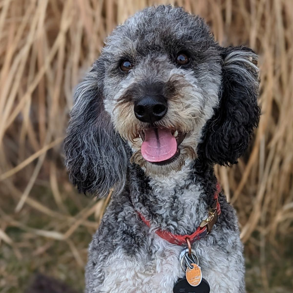 CoCo - Bernedoodle