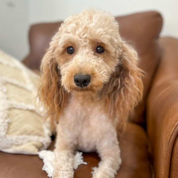 Goldendoodle Mom