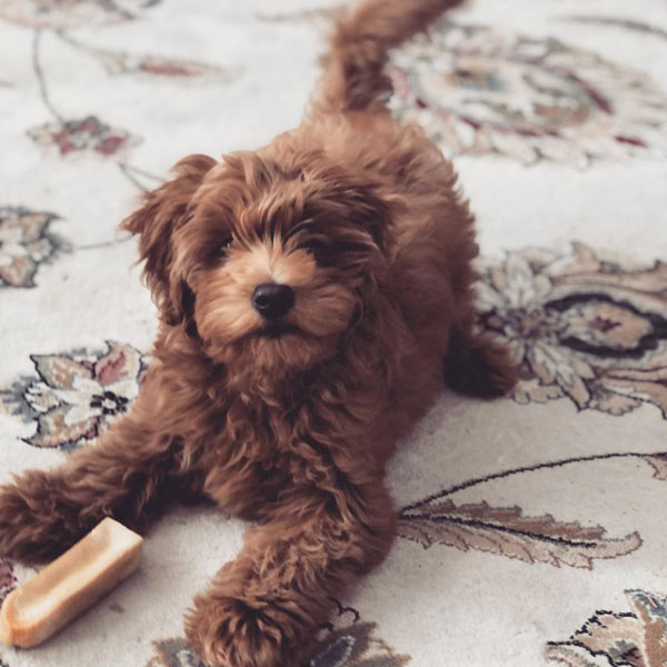 Timber Taylor Goldendoodle Review