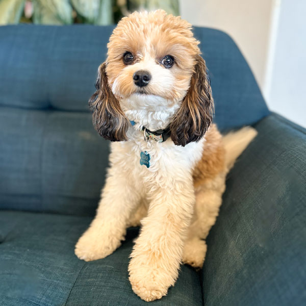 Bernedoodle Dad