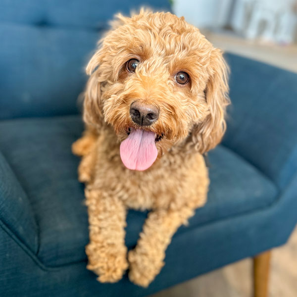 Goldendoodle Mom