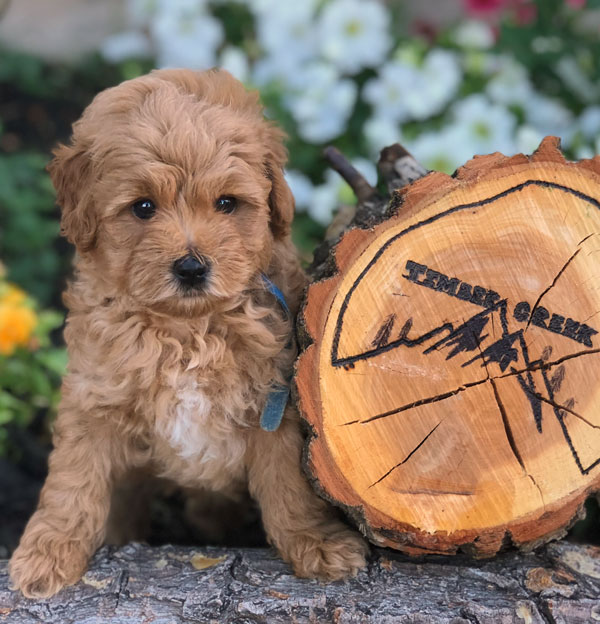 Goldendoodle Mom