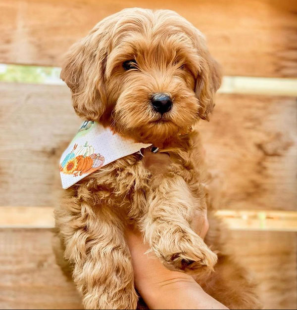 Red Mini Goldendoodle Puppy