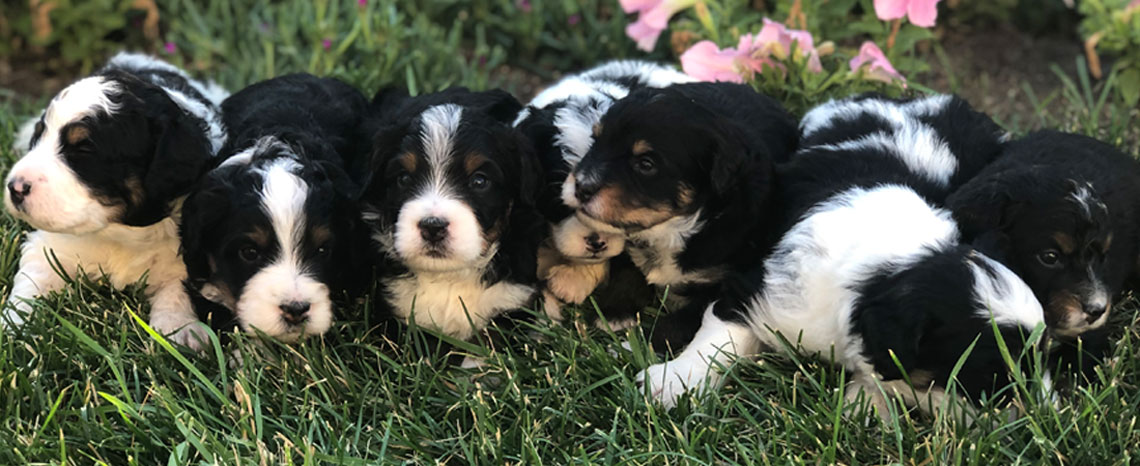 Mini Bernedoodle Puppies in Utah by Timber Taylor Doodles