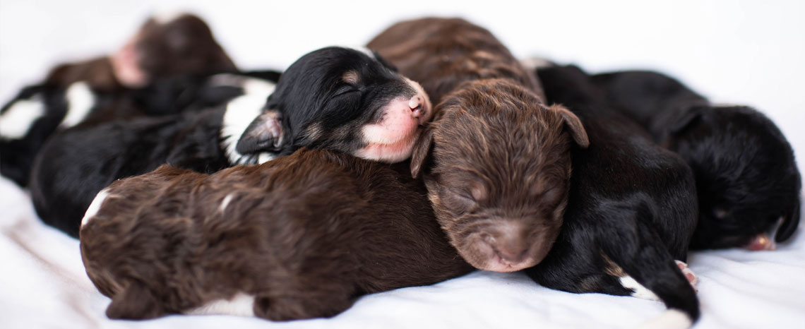 Mini Bernedoodle Puppies in Utah by Timber Taylor Doodles