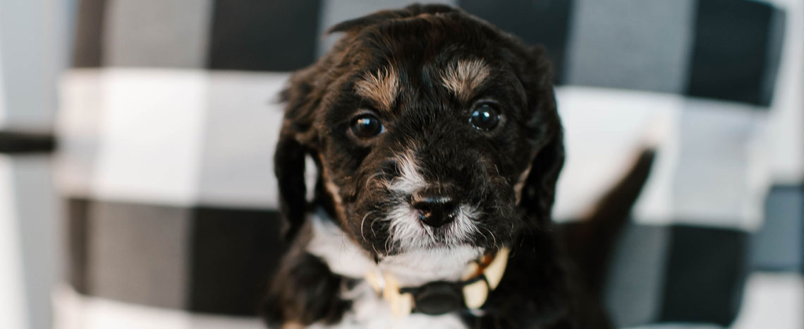 Mini Bernedoodle Puppies in Utah by Timber Taylor Doodles