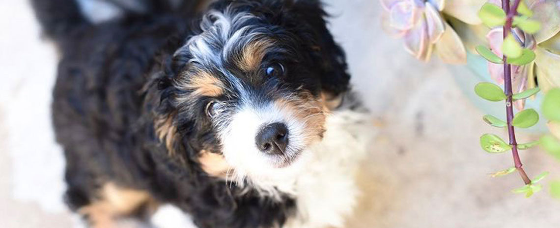 Mini Bernedoodle Puppies in Utah by Timber Taylor Doodles