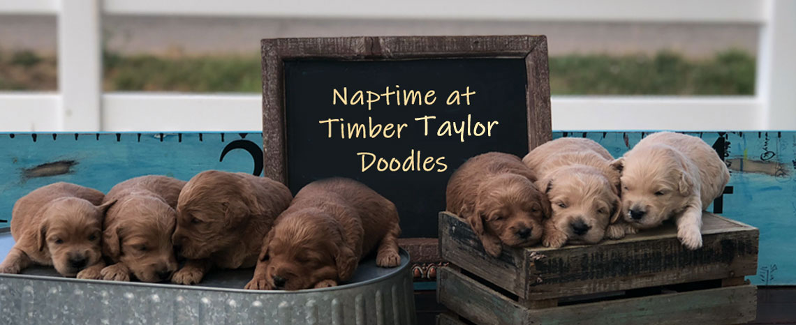 Mini Goldendoodle Puppies in Utah by Timber Taylor Doodles