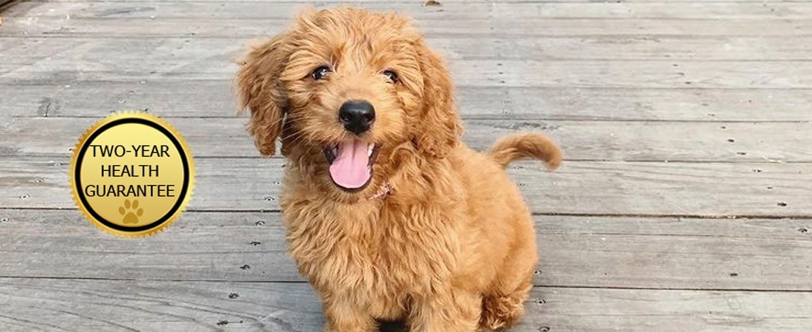 Mini Goldendoodle Puppies in Utah by Timber Taylor Doodles