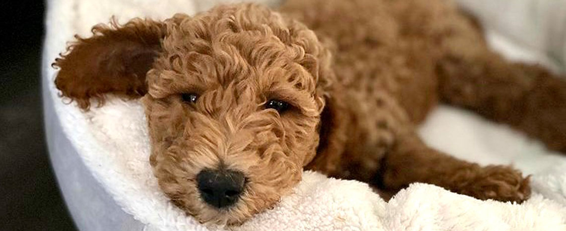 Mini Goldendoodle Puppies in Utah by Timber Taylor Doodles