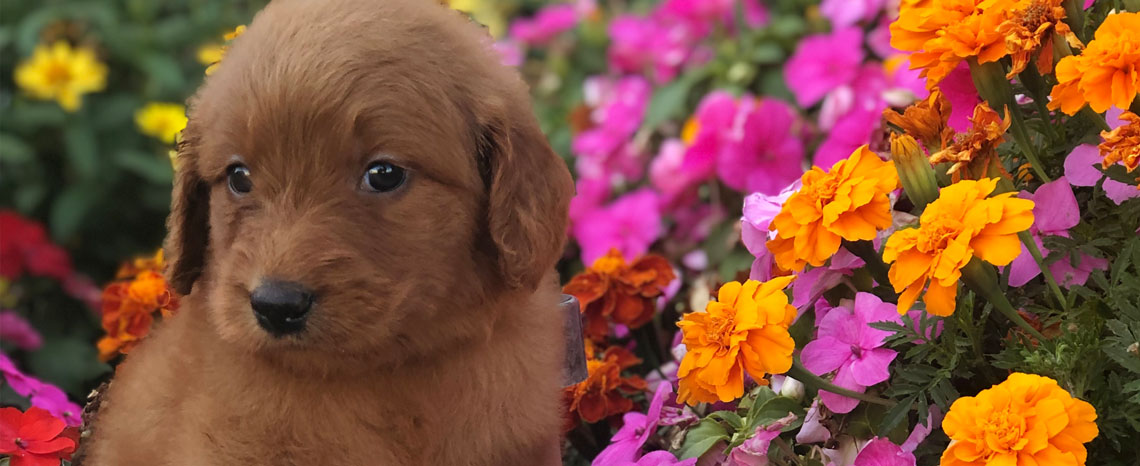 Mini Goldendoodle Puppies in Utah by Timber Taylor Doodles