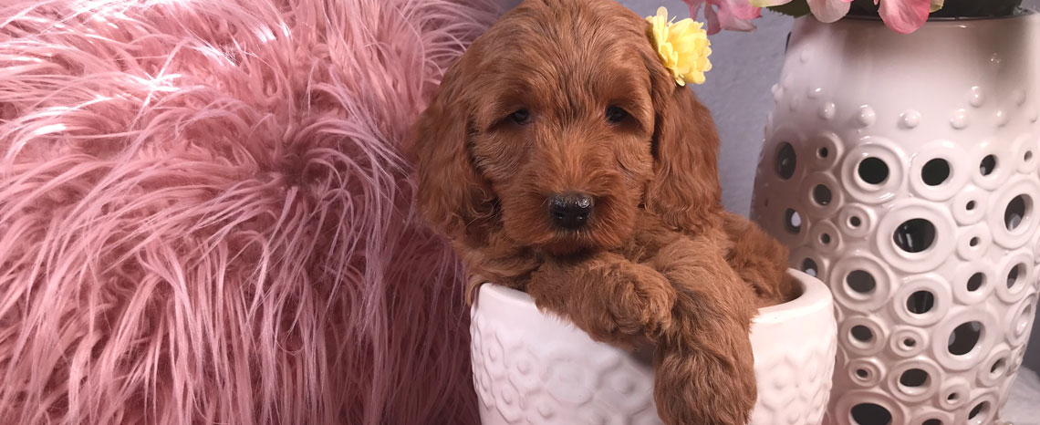 Mini Goldendoodle Puppies in Utah by Timber Taylor Doodles