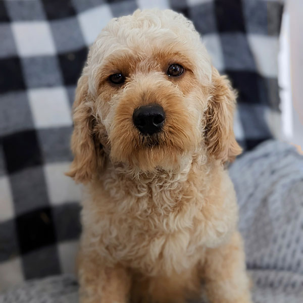 Kim - F1 Mini Goldendoodle