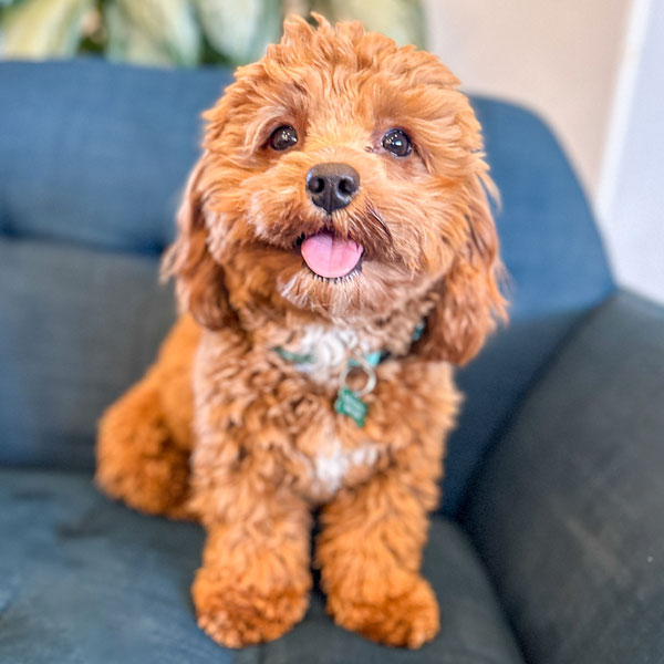 Goldendoodle Dad