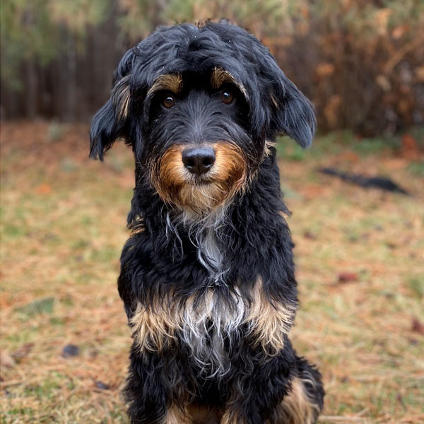 Bernedoodle Mom