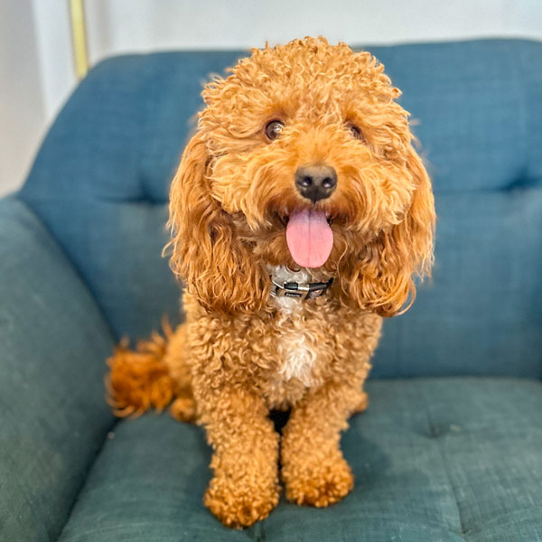 Goldendoodle Dad