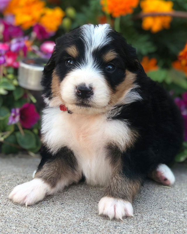 Mini Bernedoodle puppy by Timber Taylor Doodles in Utah