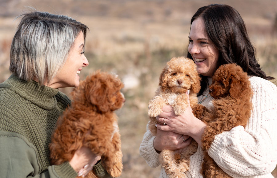 Goldendoodle Puppies in Utah