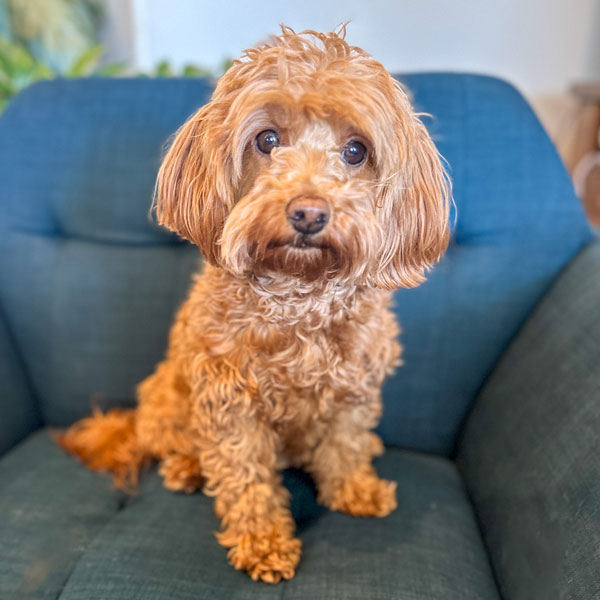 Olive - Mini Goldendoodle