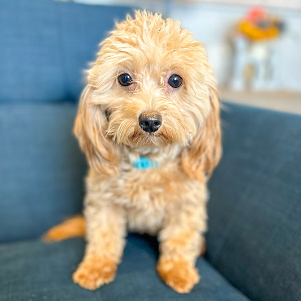 Penny - Micro Teacup Goldendoodle