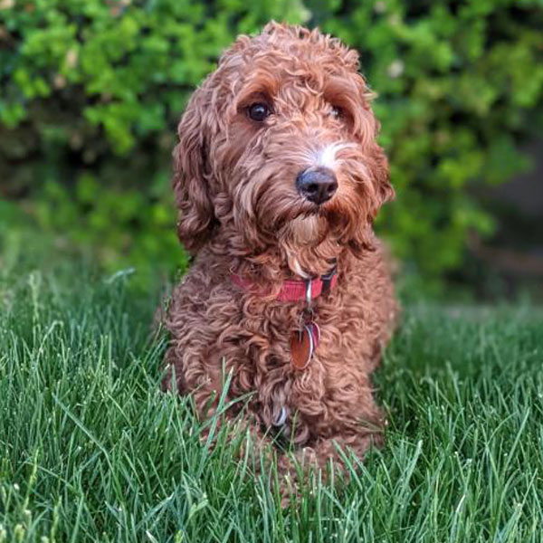 Poppy - Mini Goldendoodle