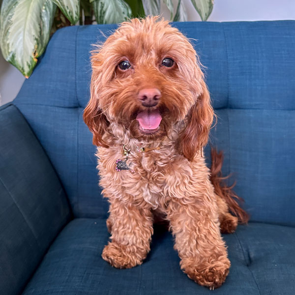 Porche - Teacup Goldendoodle