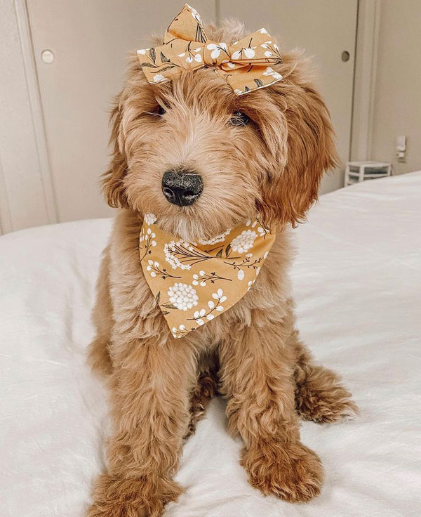 Goldendoodle Puppy with bow 