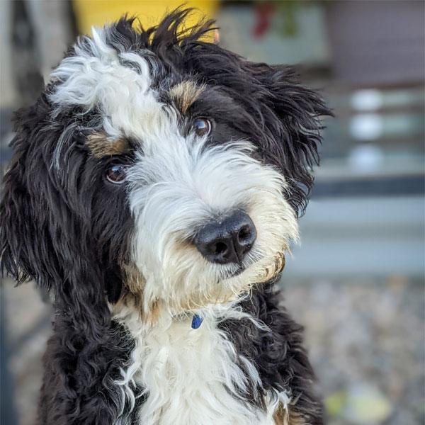 Rudy - Mini Bernedoodle