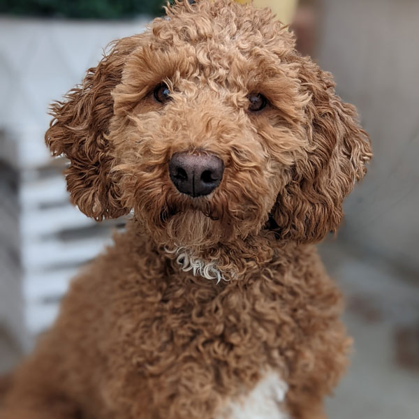 Sadie Sue - Teacup Goldendoodle