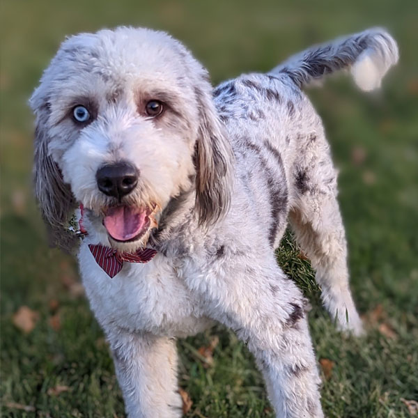 Silver - F2 Mini Bernedoodle