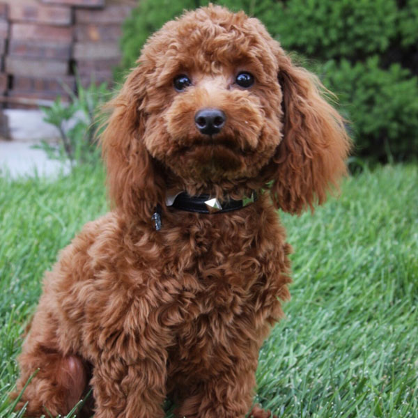 Teddy - AKC Toy Poodle