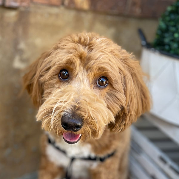 Tesla Puppy Deposit