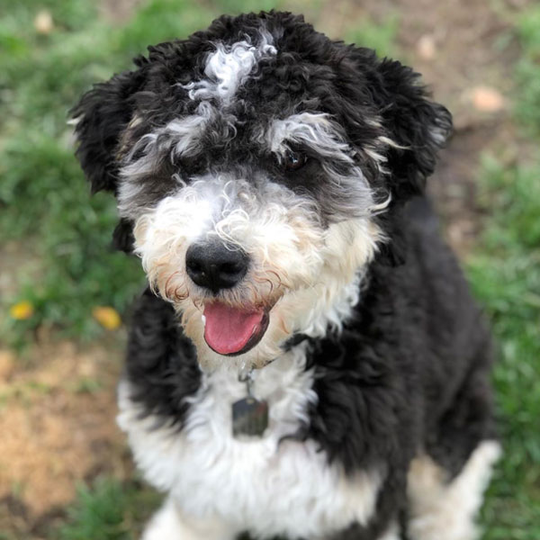 Twix - Bernedoodle