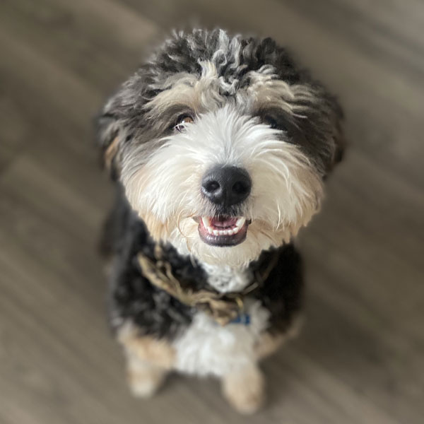 Winston - F1 Mini Bernedoodle