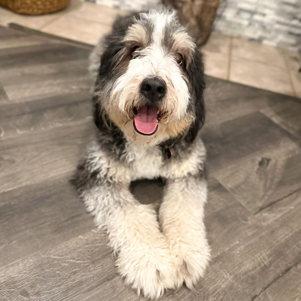 Yeti - Bernedoodle